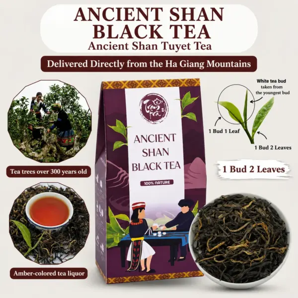 Ancient Shan Black Tea from Ha Giang Ancient Shan black tea from Ha Giang with amber-colored liquor, loose tea leaves and one-bud-two-leaves harvesting standard