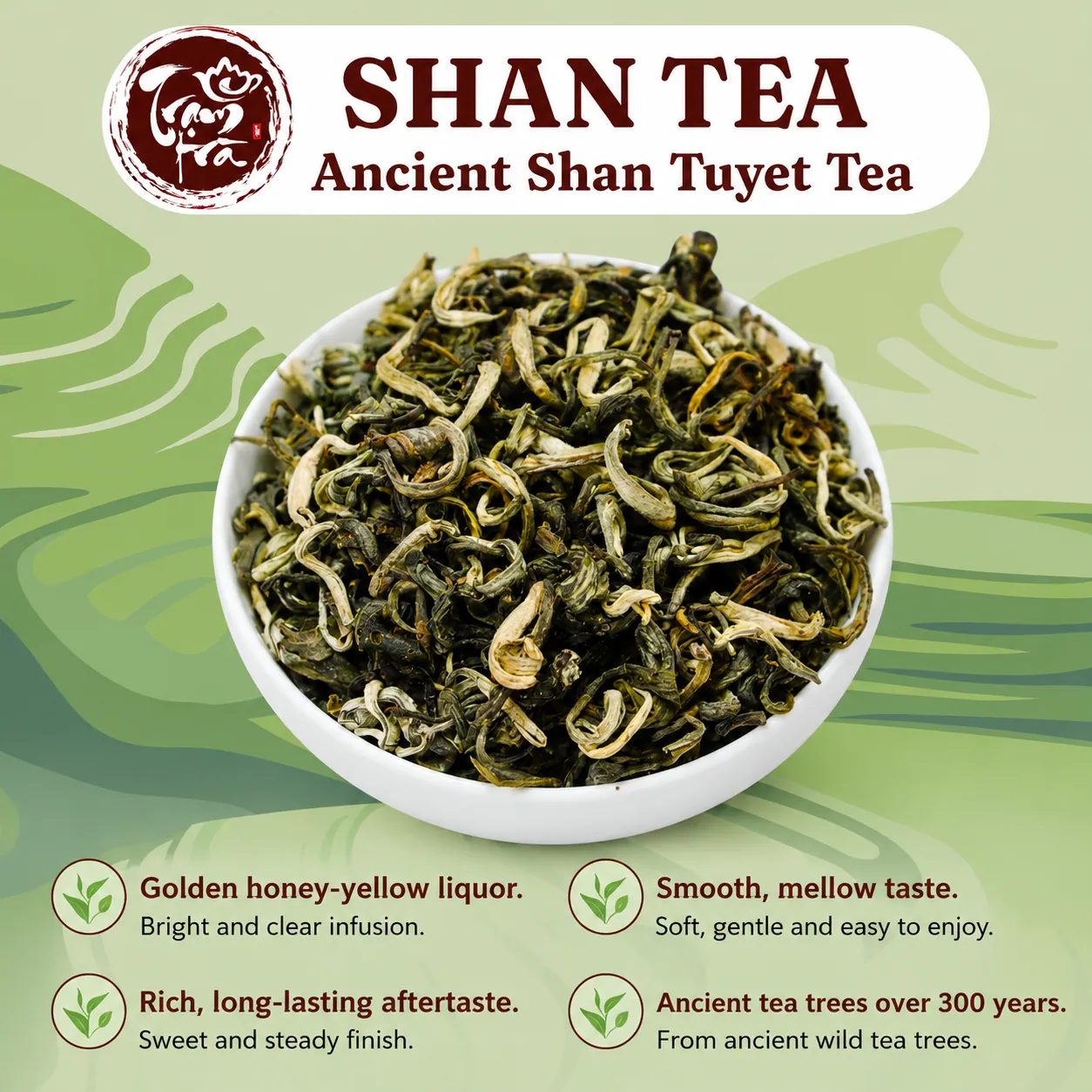 Ancient Shan Tuyet tea trees growing in the mountains of northern Vietnam