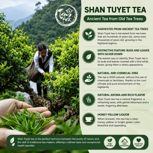 Ancient Shan Tuyet Tea from Vietnam’s Highlands Ancient Shan Tuyet tea harvested from highland tea trees with silver-down buds and honey-yellow liquor