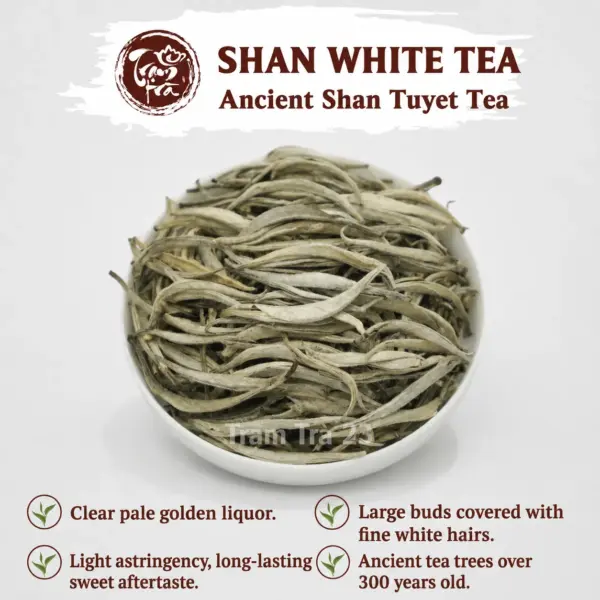 Ancient Shan Tuyet White Tea Ancient Shan Tuyet white tea with large silver-covered buds and a clear pale golden infusion