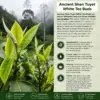 Ancient Shan Tuyet White Tea Buds Ancient Shan Tuyet white tea buds growing on high mountain tea trees in northern Vietnam