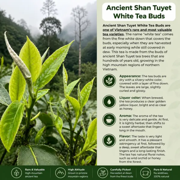 Ancient Shan Tuyet White Tea Buds Ancient Shan Tuyet white tea buds growing on high mountain tea trees in northern Vietnam