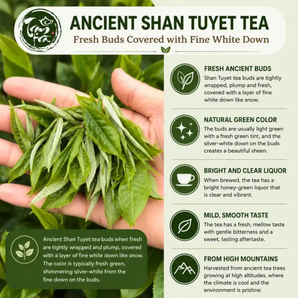 Fresh Ancient Shan Tuyet Tea Buds Fresh ancient Shan Tuyet tea buds covered with fine silver-white down in a tea grower’s hand