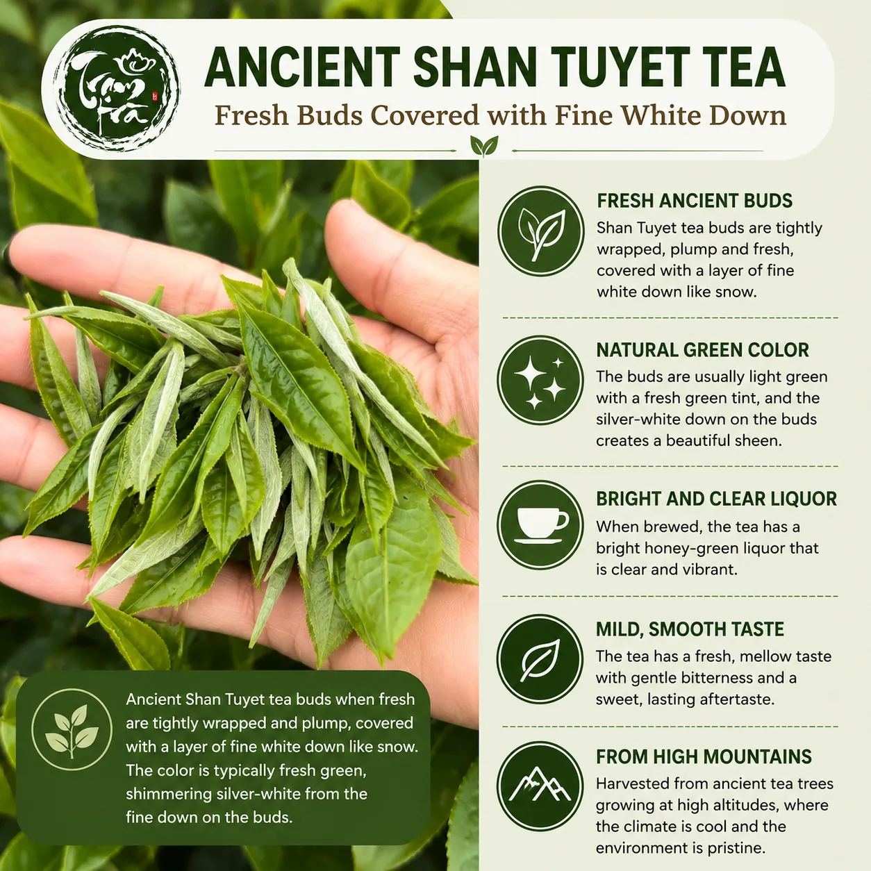 Fresh ancient Shan Tuyet tea buds covered with fine silvery white hairs