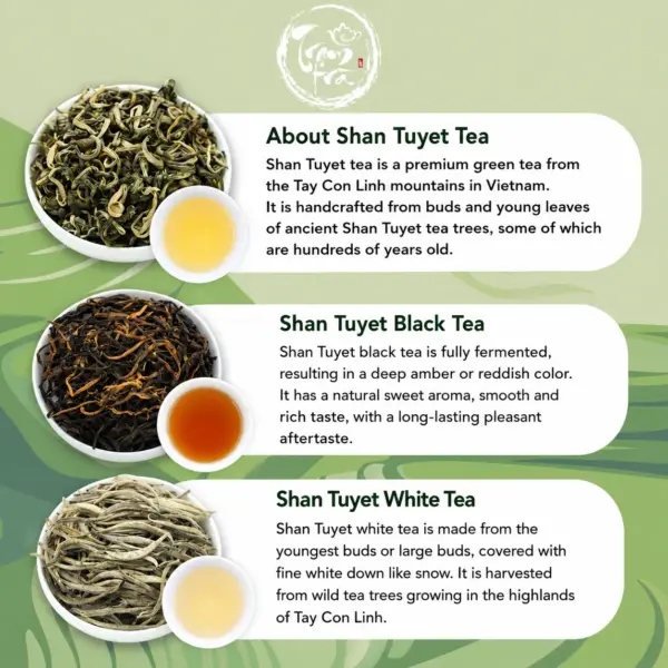 Shan Tuyet Green, Black and White Tea Guide Shan Tuyet green tea, black tea and white tea from Tay Con Linh mountains in Vietnam