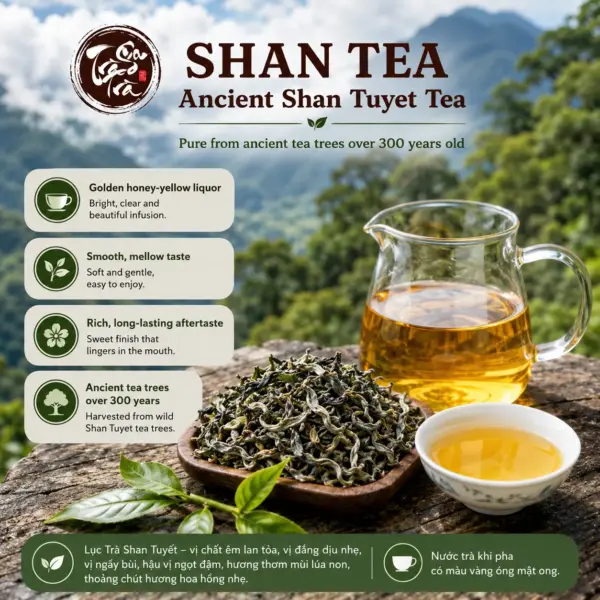 Shan Tuyet Green Tea with Honey-Yellow Liquor Shan Tuyet green tea with honey-yellow liquor, loose tea leaves and a glass teapot on a natural stone surface
