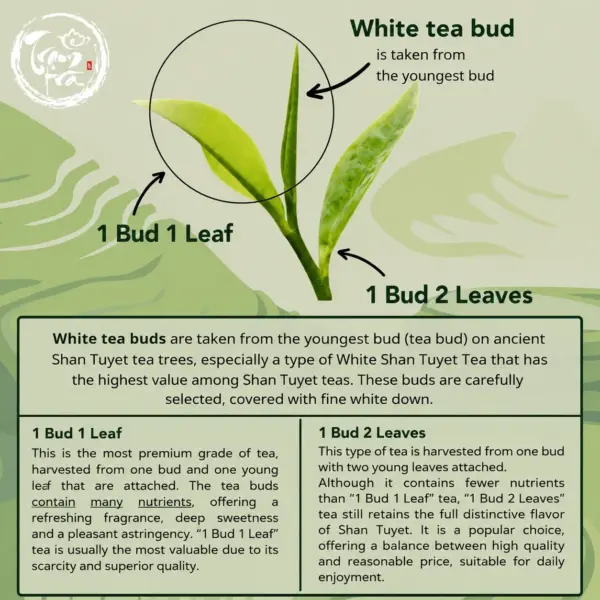 Shan Tuyet White Tea Bud Grades Shan Tuyet white tea bud grades comparing one bud one leaf and one bud two leaves