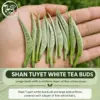 Shan Tuyet White Tea Buds with Fine White Down Large Shan Tuyet white tea buds covered with a uniform layer of fine white down