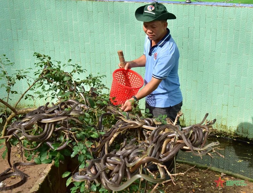 Snake breeding and care at Dong Tam Snake Farm in Vietnam